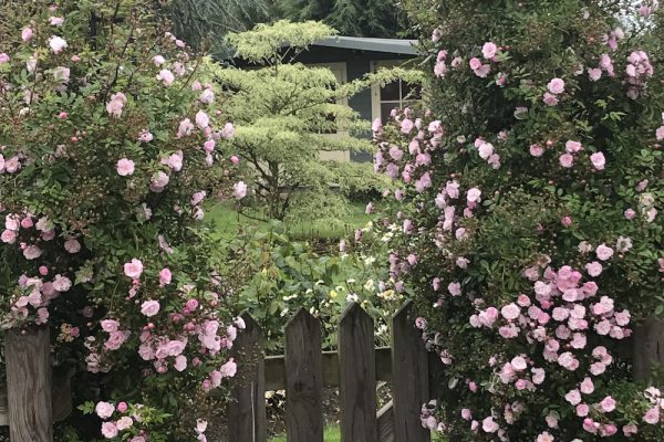 Garden Landscape Design | Garden Consultation | Garden Lessons Leicester