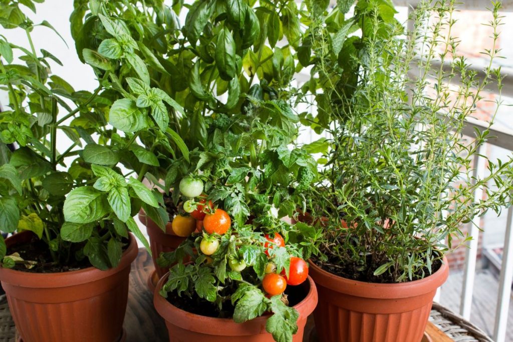 How to Grow Your Own Herbs and Vegetables in a Small Space: Windowsill or Pots
