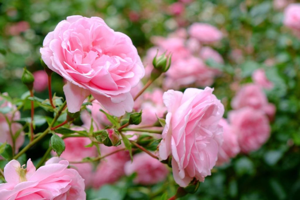 5 Tips for Getting the Most Out of Your Roses This Year