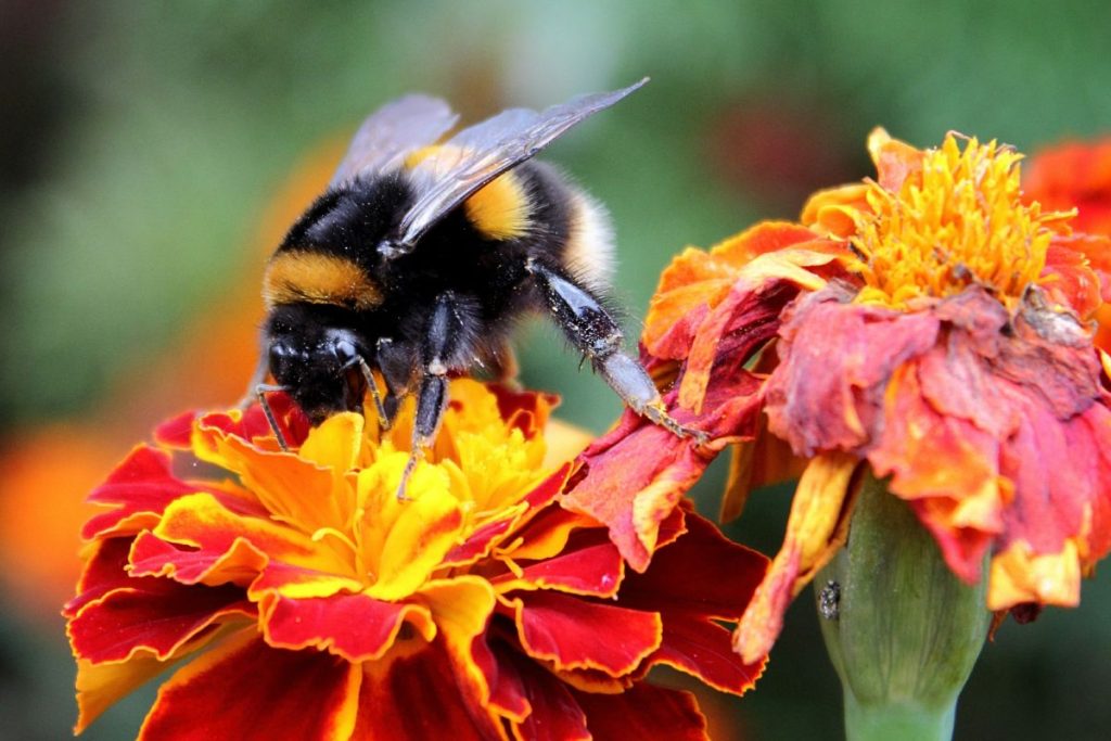 The Best Flowers for Pollinators and Wildlife in the UK