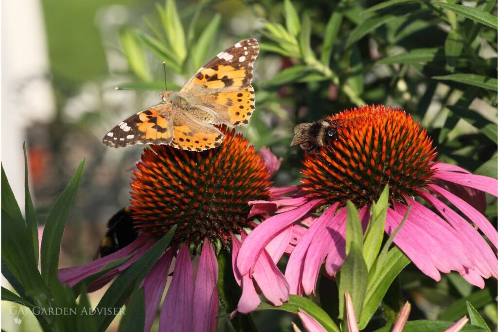 How to Attract Pollinators to Your Garden: A Comprehensive Guide