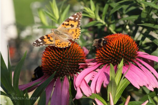 How to Attract Pollinators to Your Garden: A Comprehensive Guide